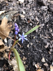 Scilla bifolia