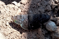 Pellicia