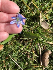 Scilla bifolia