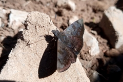 Pellicia