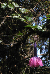 Passiflora cumbalensis