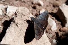 Pellicia