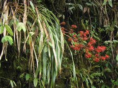 Pitcairnia commixta