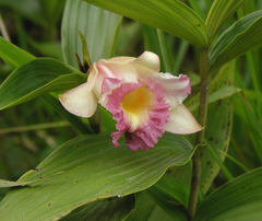 Sobralia gentryi
