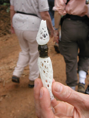 Staheliomyces cinctus