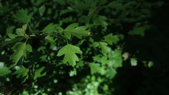 Crataegus monogyna