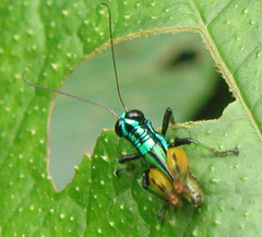 Taeniophora nitida