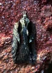 Acleris pulverosana