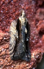 Acleris pulverosana