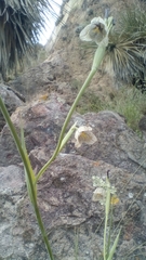 Tigridia vanhouttei roldanii