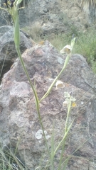 Tigridia vanhouttei roldanii