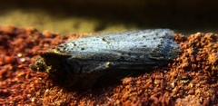 Acleris busckana