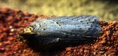 Acleris busckana