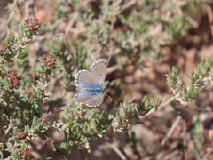 Pseudophilotes panoptes