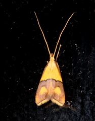 Crocanthes prasinopis