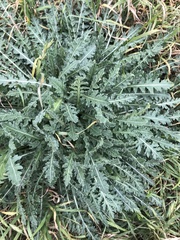 Engelmannia peristenia