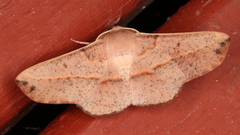 Antictenia punctunculus