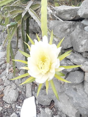 Selenicereus triangularis