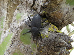 Cactophagus spinolae validus