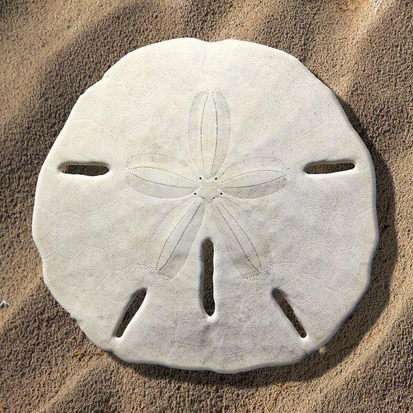 Friday Fellow: Five-Slotted Sand Dollar