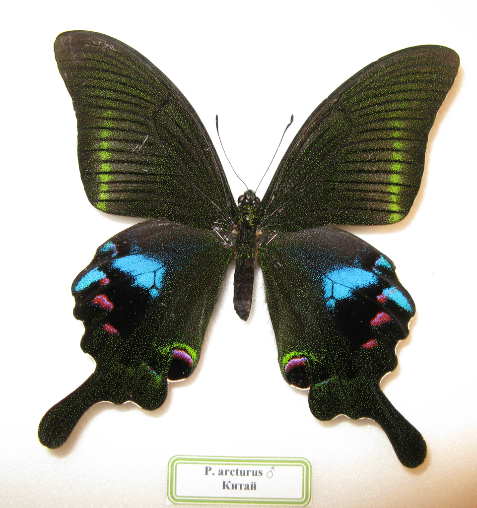 Blue Peacock
