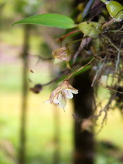 Bulbophyllum napellii
