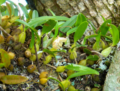 Bulbophyllum napellii