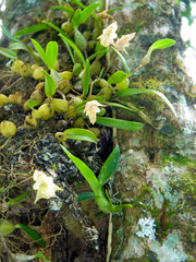 Bulbophyllum napellii