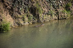 Myocastor coypus