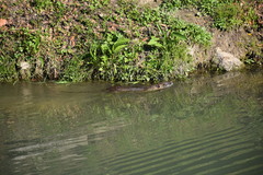 Myocastor coypus