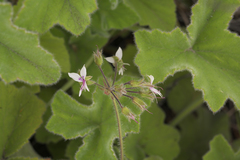 Pelargonium tomentosum