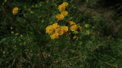 Crepis vesicaria