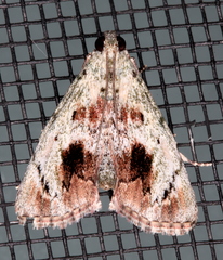 Enchesphora recurvalis