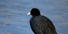Fulica atra