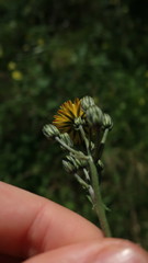 Crepis vesicaria