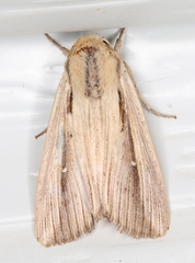 Leucania stenographa