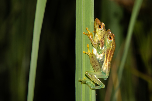 Pointed Long Reed Frog