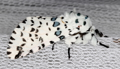 Kamalia australis