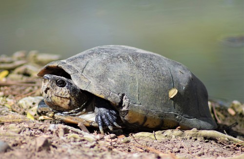 Mexican Mud Turtle, Parque Sinaloa, Los Mochis, Sin., México, photo 10 of 10