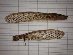 Locusta migratoria cinerascens