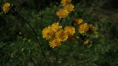 Crepis vesicaria