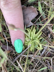 Pinguicula pumila