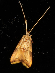 Crocanthes prasinopis