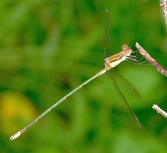 Lestes plagiatus
