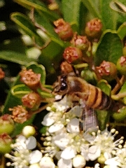 Apis mellifera