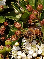 Apis mellifera