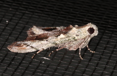 Enchesphora recurvalis