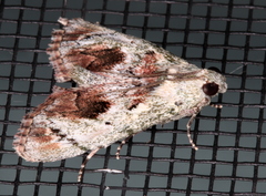 Enchesphora recurvalis