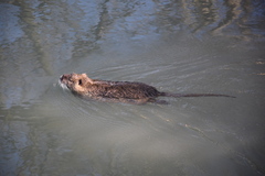 Myocastor coypus