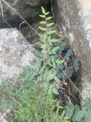 Pellaea andromedifolia pubescens